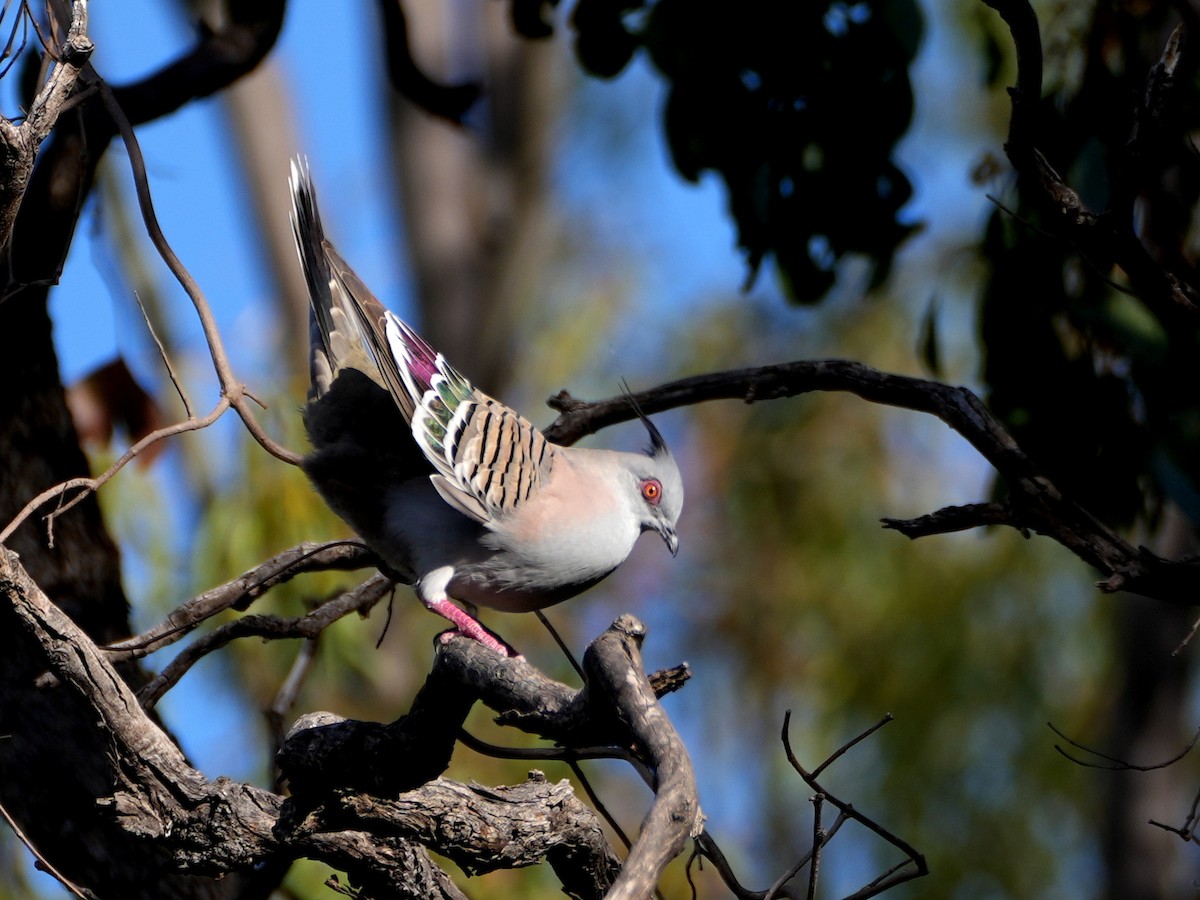 Crested Pigeon - ML638124818