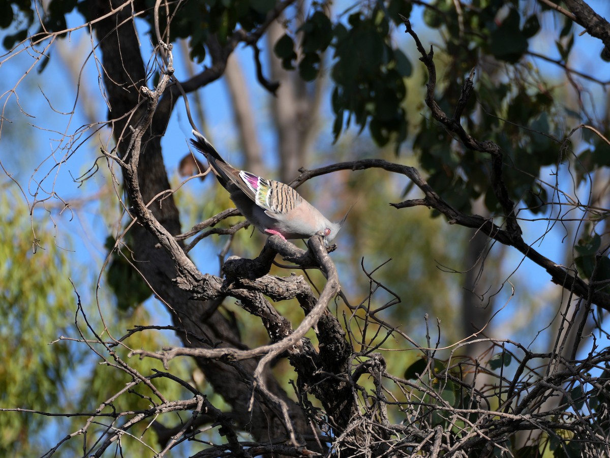 Crested Pigeon - ML638124820