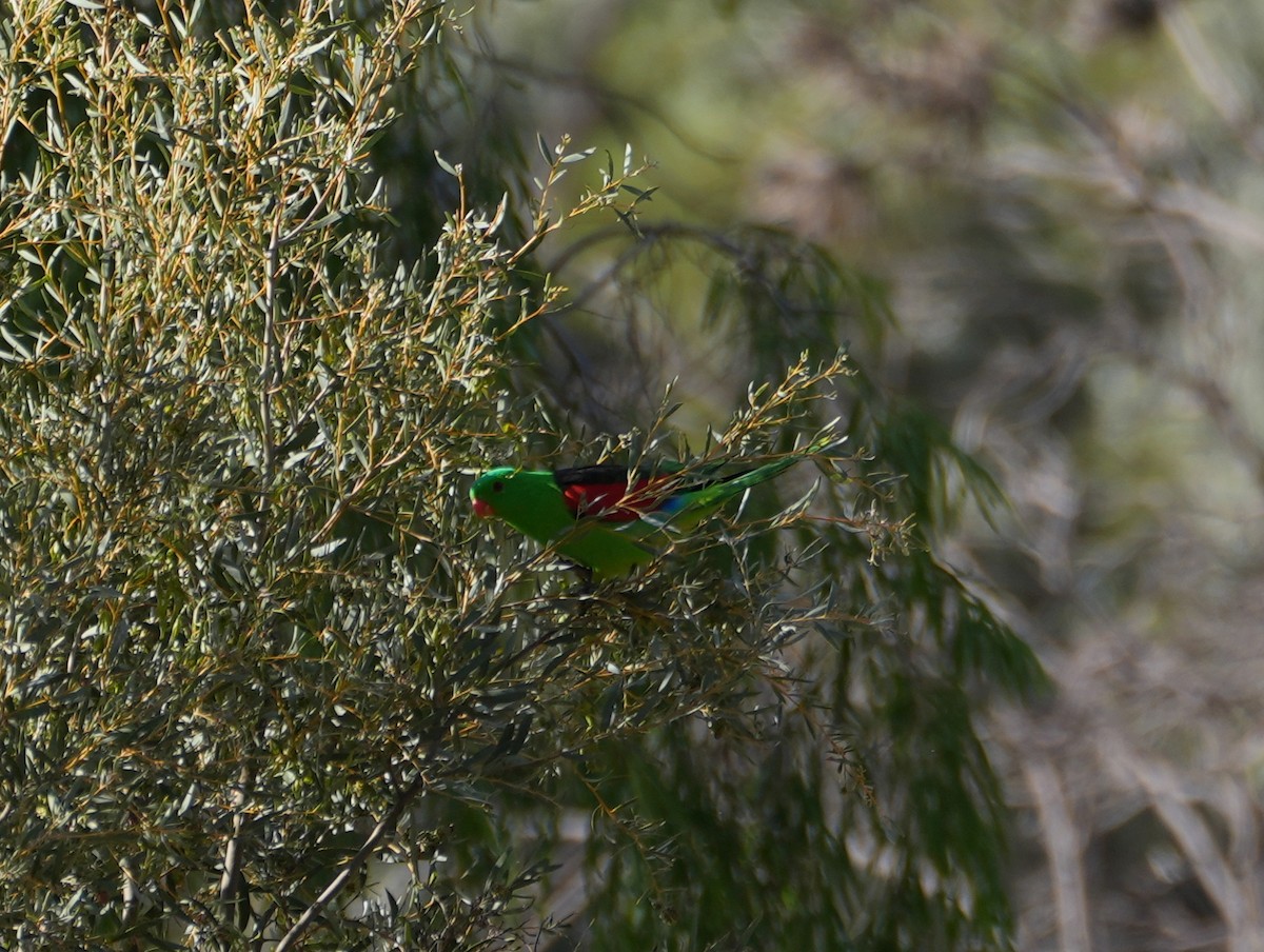 Red-winged Parrot - ML638124829