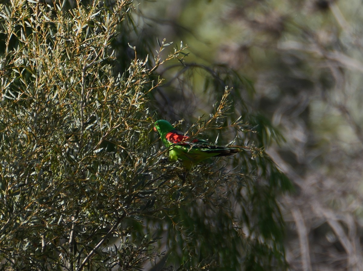Red-winged Parrot - ML638124830