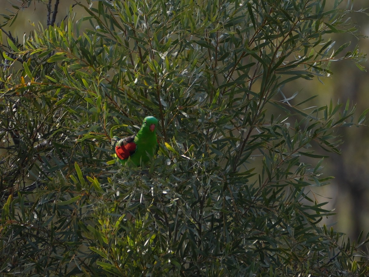 Red-winged Parrot - ML638124831
