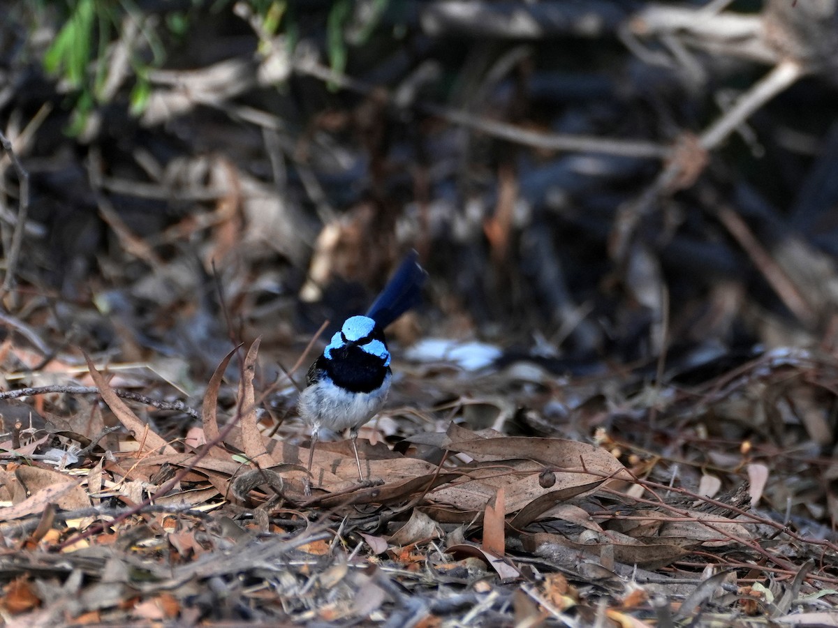 Superb Fairywren - ML638124851