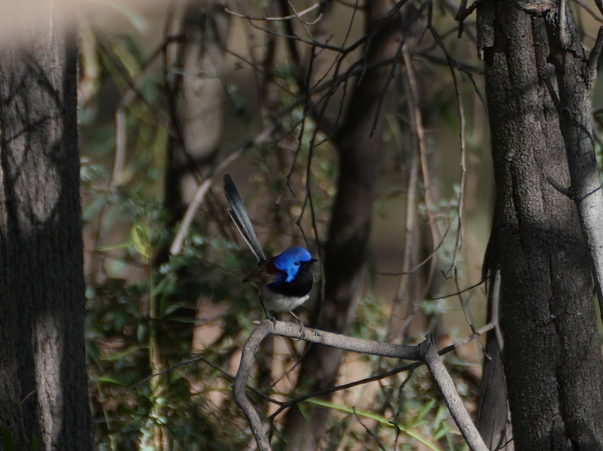 Purple-backed Fairywren - ML638124860