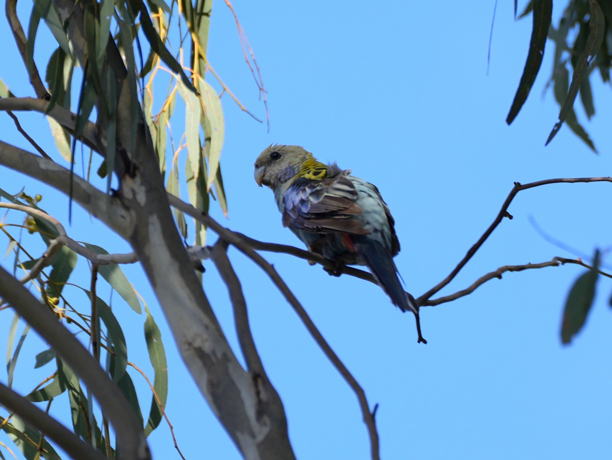 Pale-headed Rosella - ML638124873