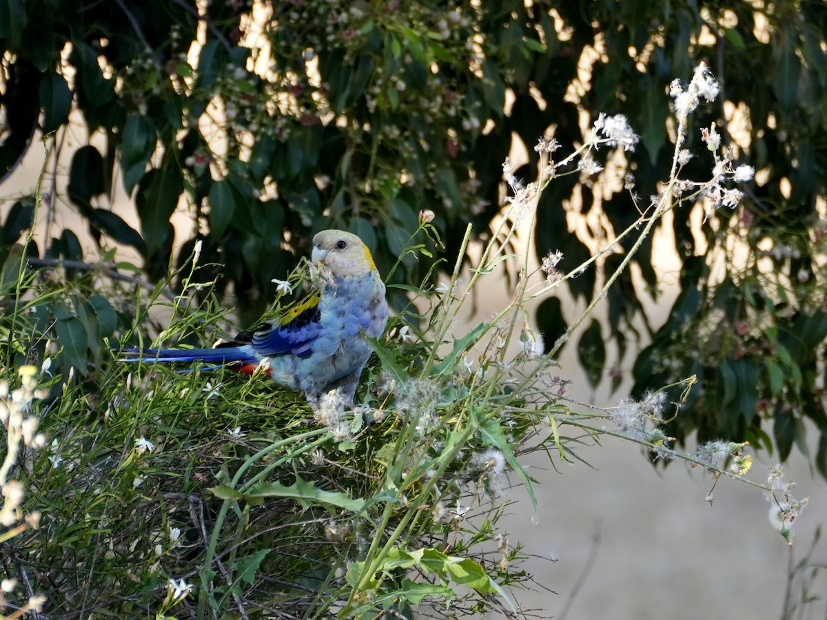 Pale-headed Rosella - ML638124876