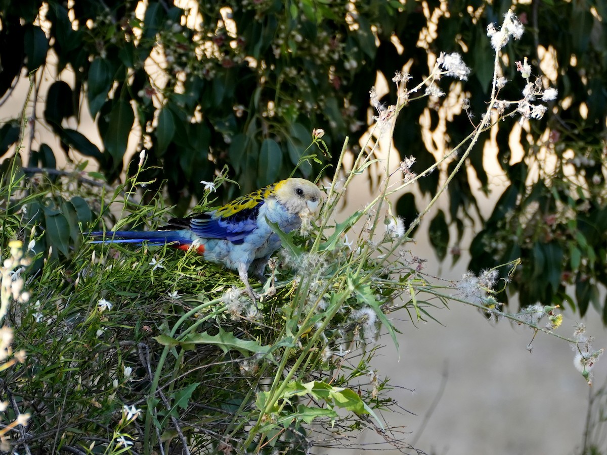 Pale-headed Rosella - ML638124877