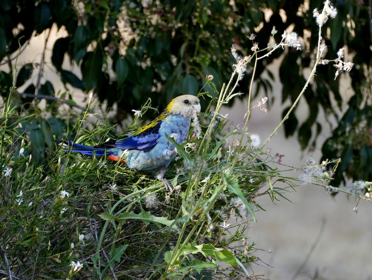 Pale-headed Rosella - ML638124878