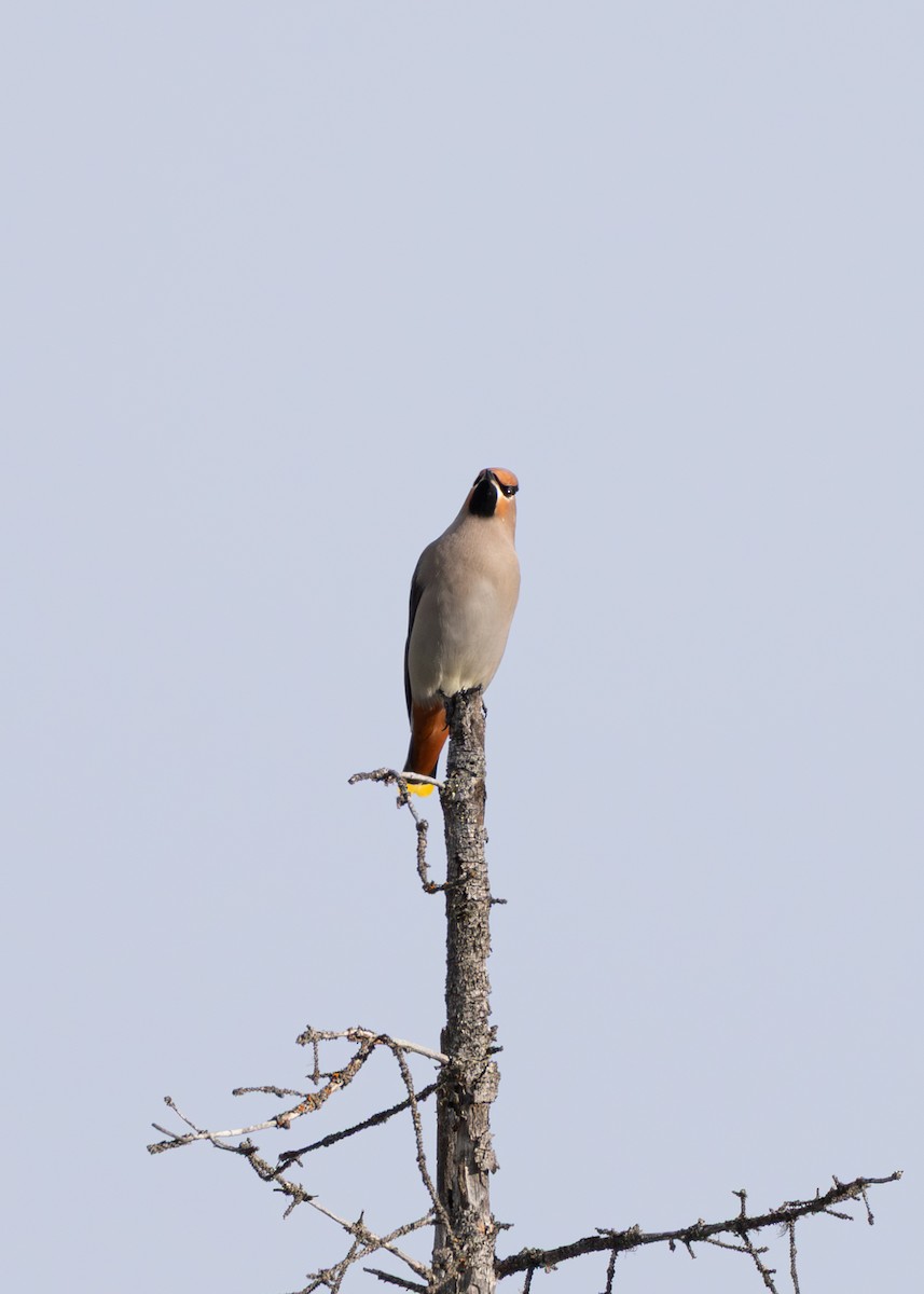 Bohemian/Cedar Waxwing - ML638124888