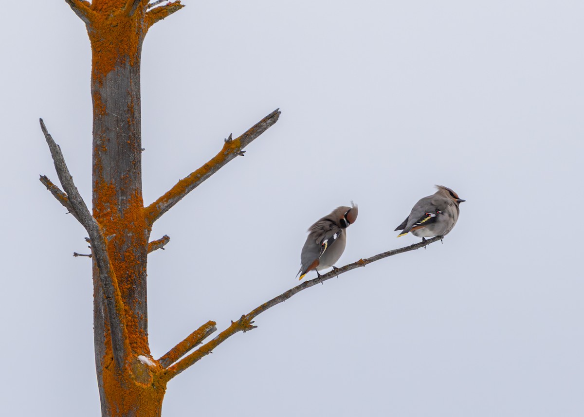 Bohemian/Cedar Waxwing - ML638124889