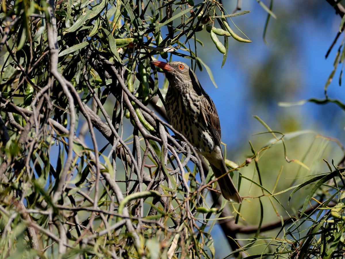 Olive-backed Oriole - ML638124891