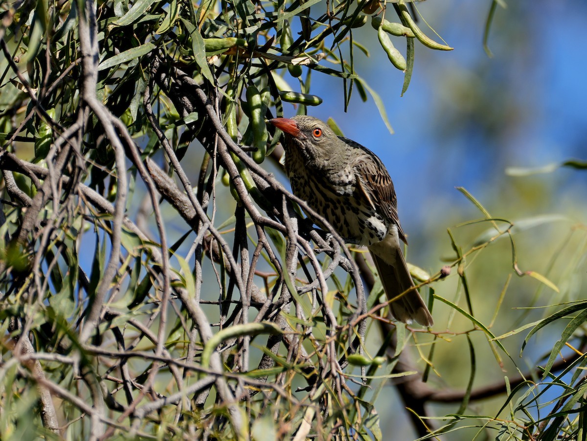 Olive-backed Oriole - ML638124892