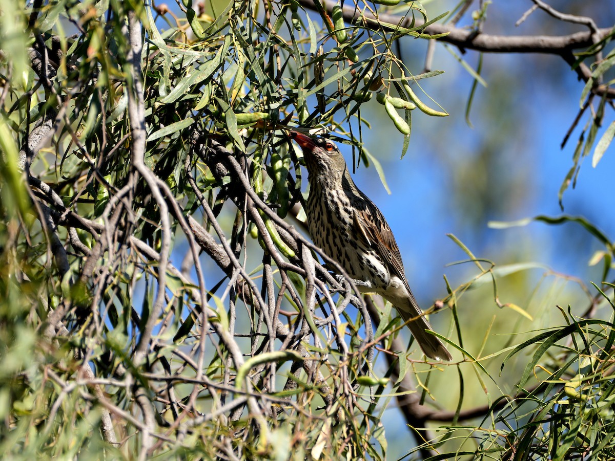 Olive-backed Oriole - ML638124894