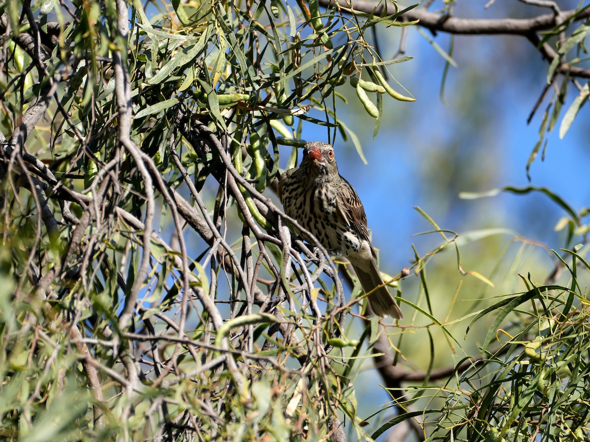 Olive-backed Oriole - ML638124895