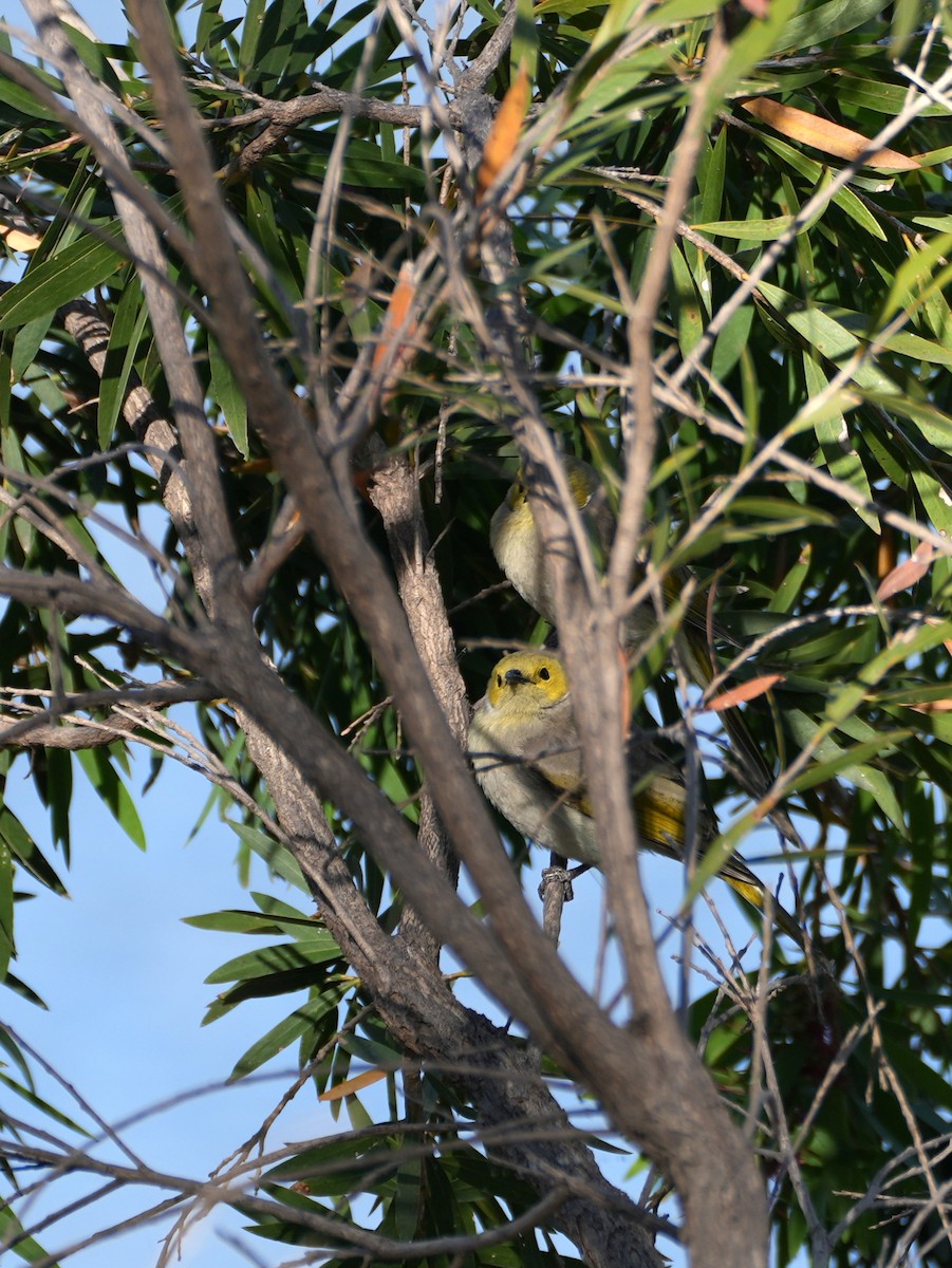 White-plumed Honeyeater - ML638124907