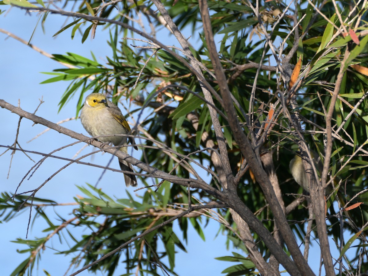 White-plumed Honeyeater - ML638124908