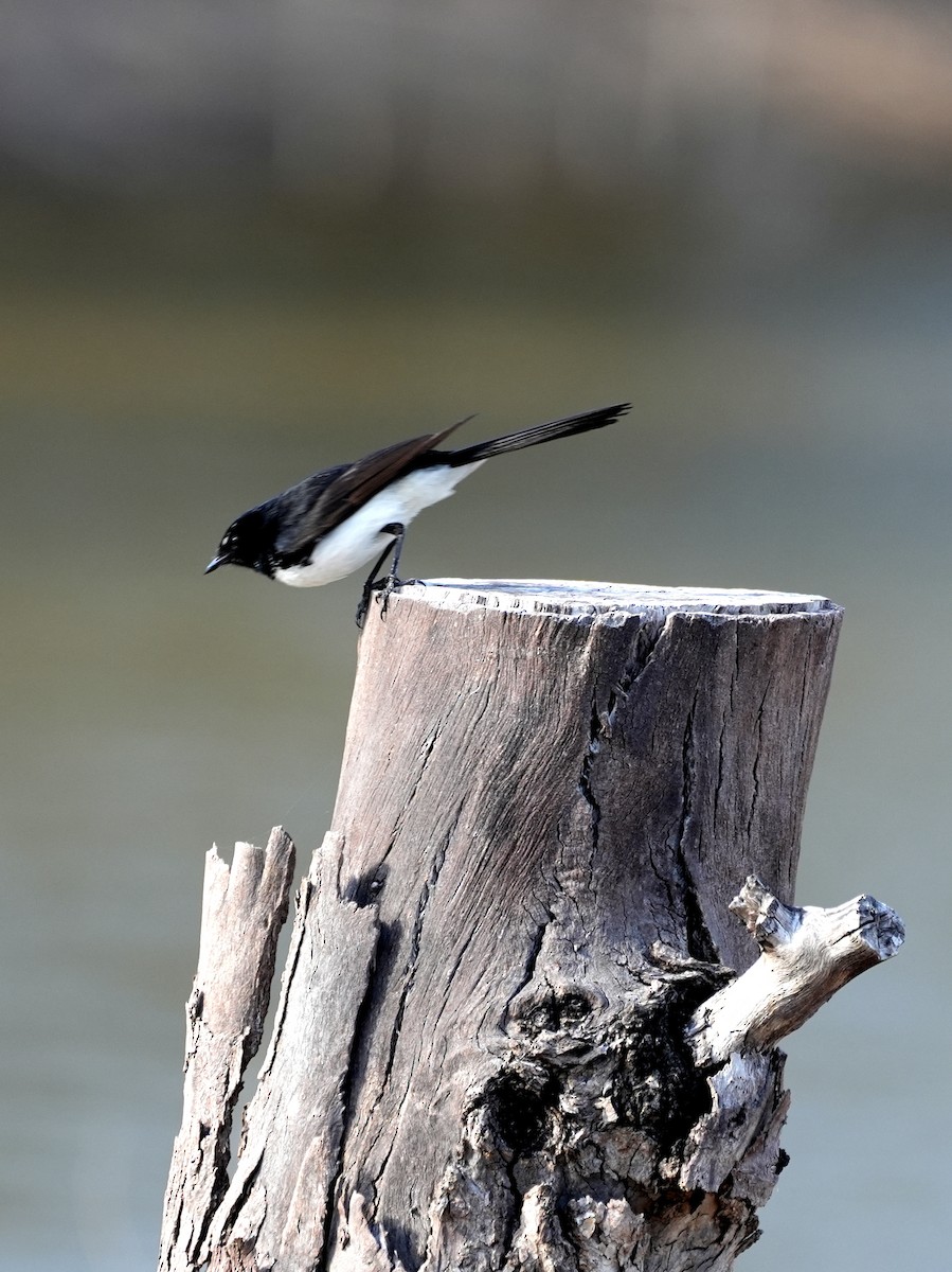 Willie-wagtail - ML638124913