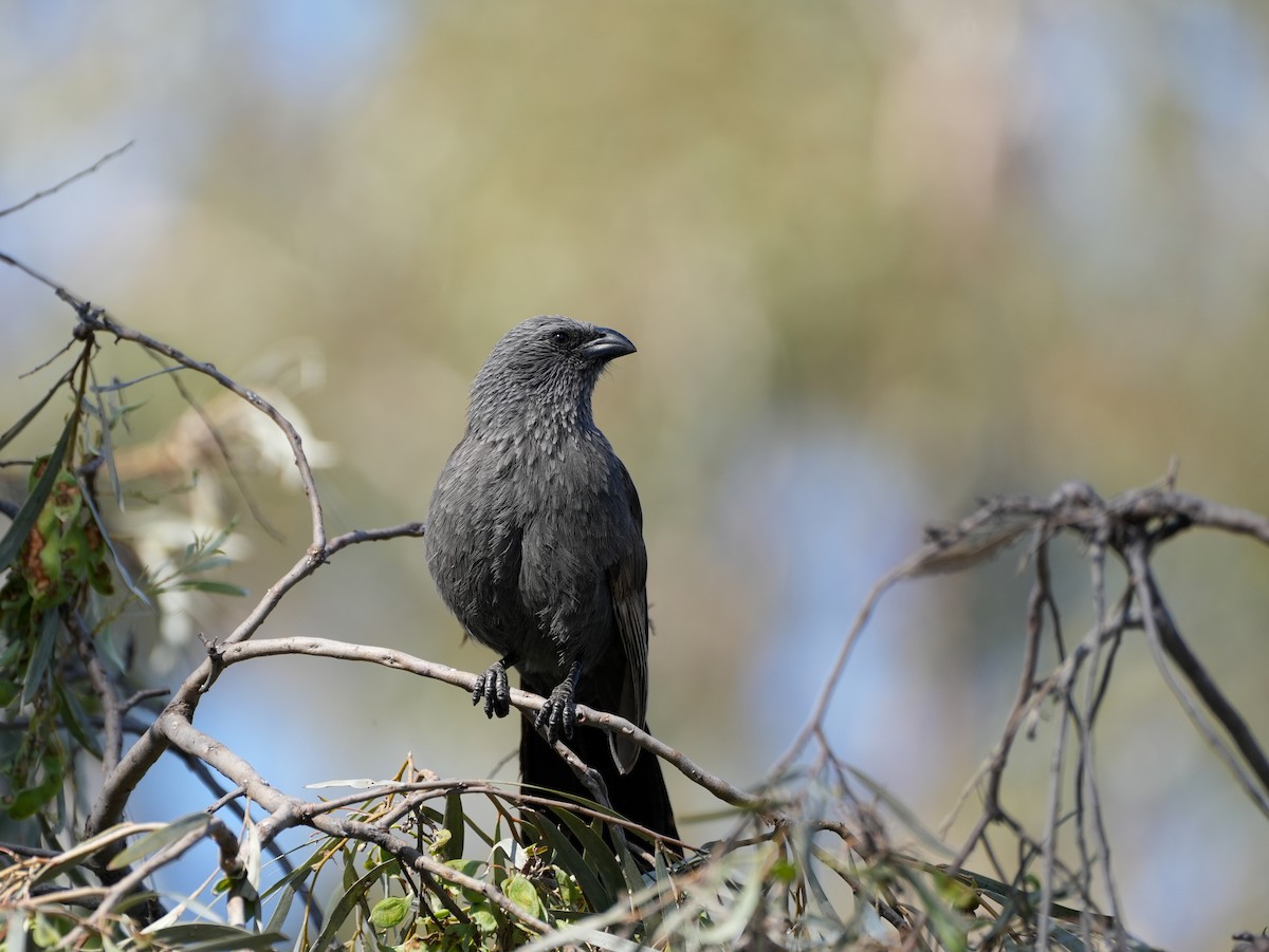 Apostlebird - ML638124916