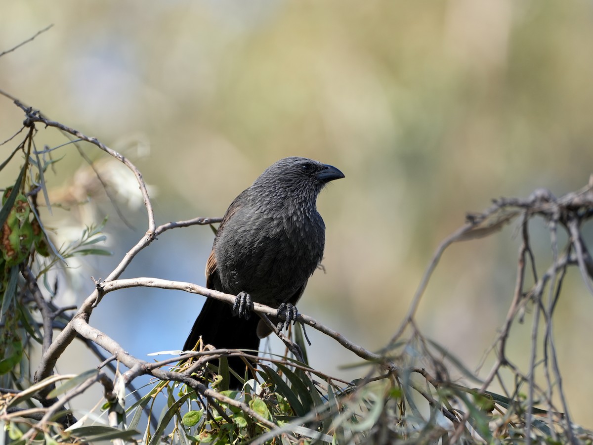 Apostlebird - ML638124917