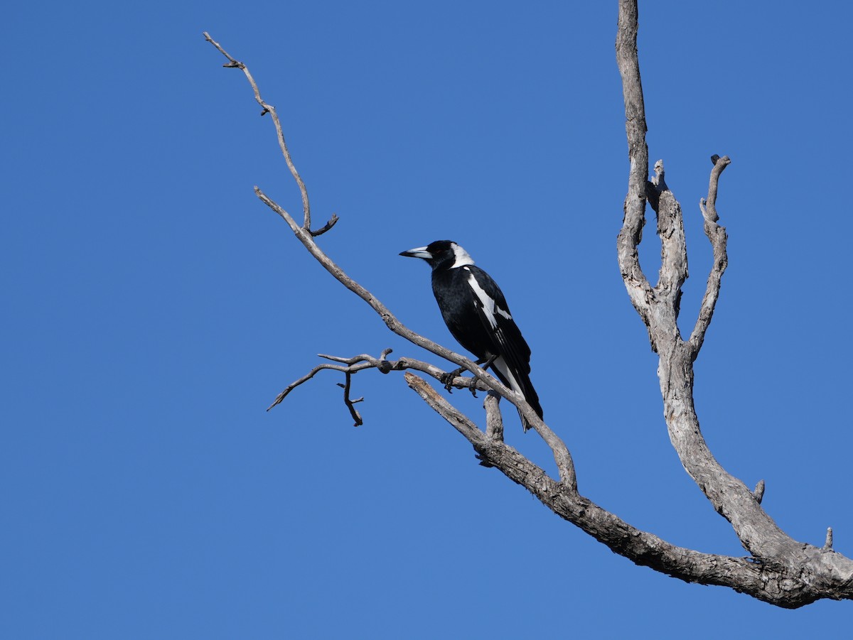 Australian Magpie - ML638124922