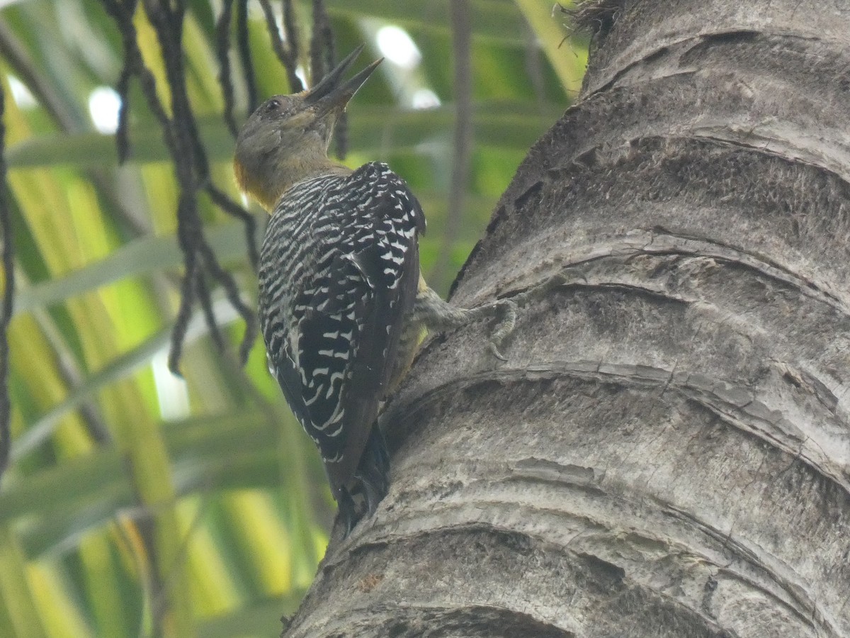 Hoffmann's Woodpecker - ML638124958