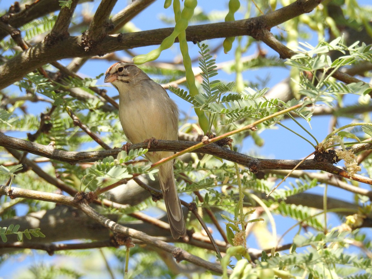 Rufous-winged Sparrow - ML638124977