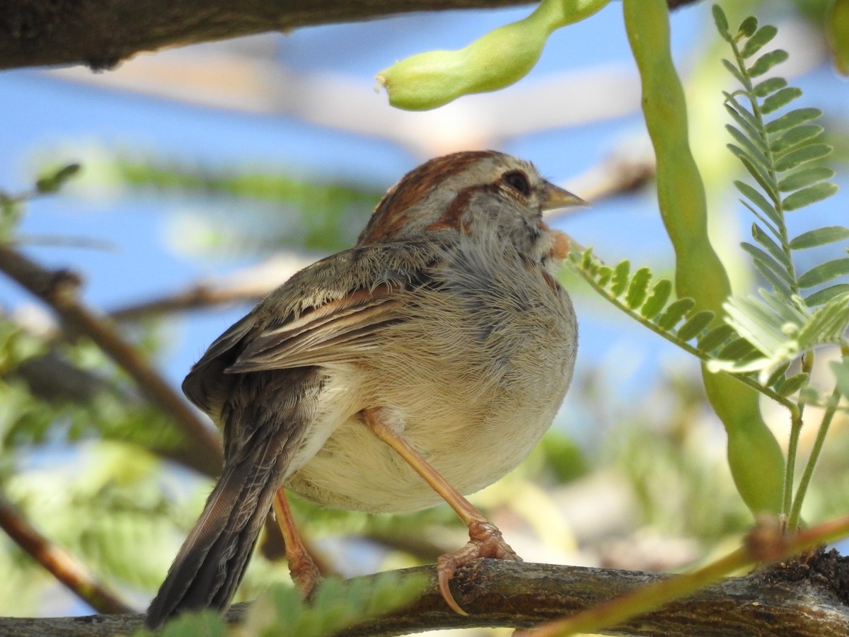 Rufous-winged Sparrow - ML638124980