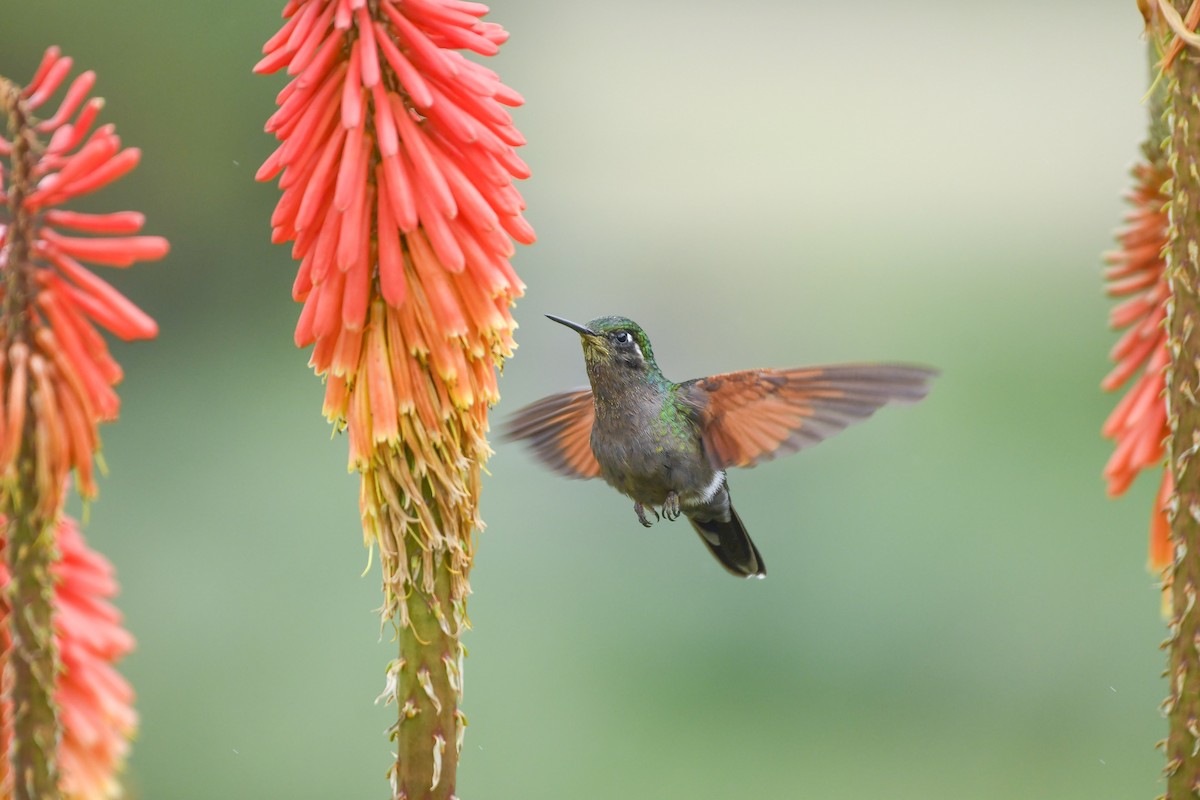 Garnet-throated Hummingbird - ML638125005