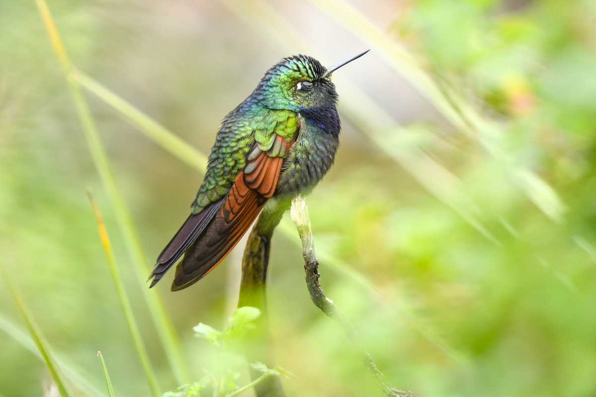 Garnet-throated Hummingbird - ML638125007