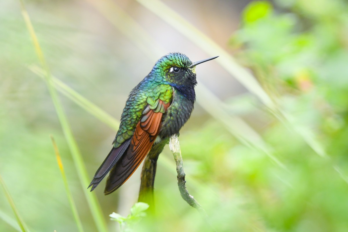 Garnet-throated Hummingbird - ML638125008