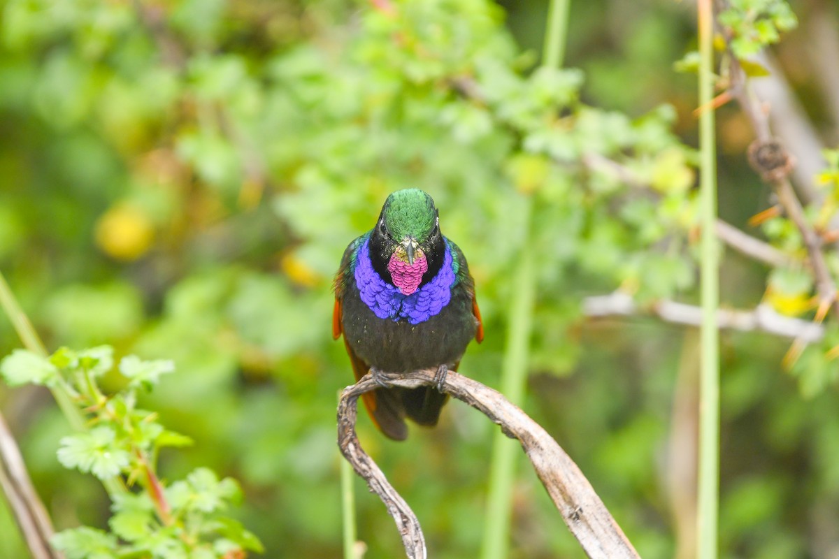 Garnet-throated Hummingbird - ML638125009
