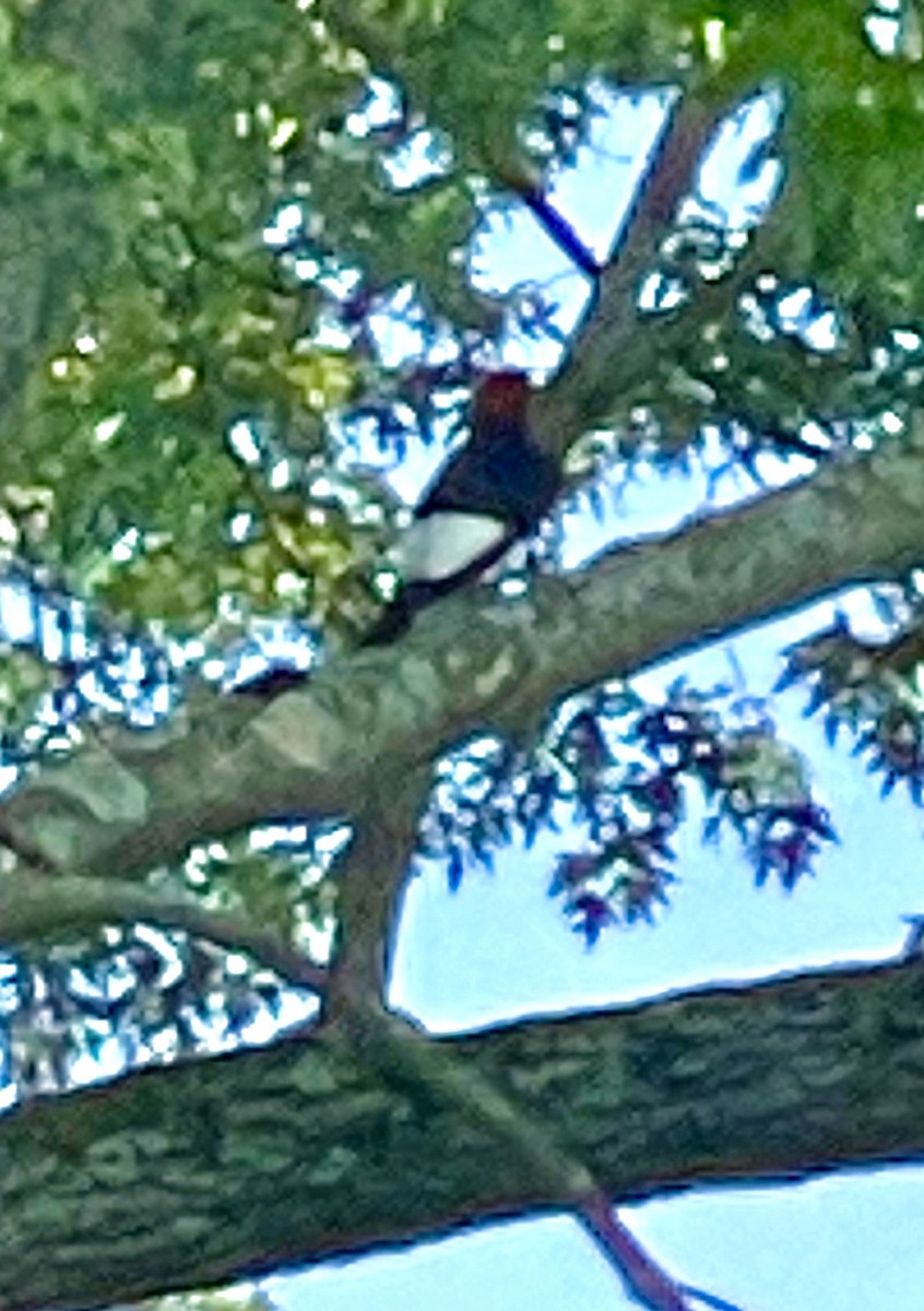 Red-headed Woodpecker - ML638125044