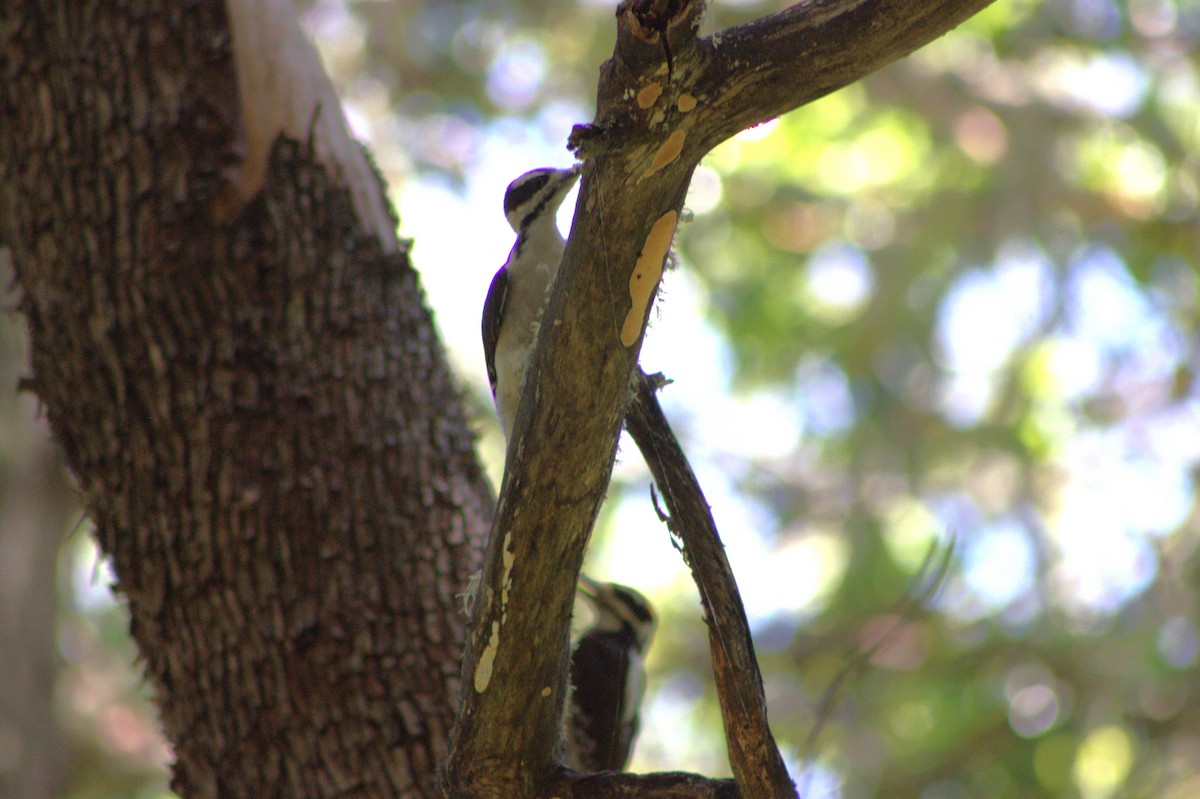 Downy/Hairy Woodpecker - ML638125090