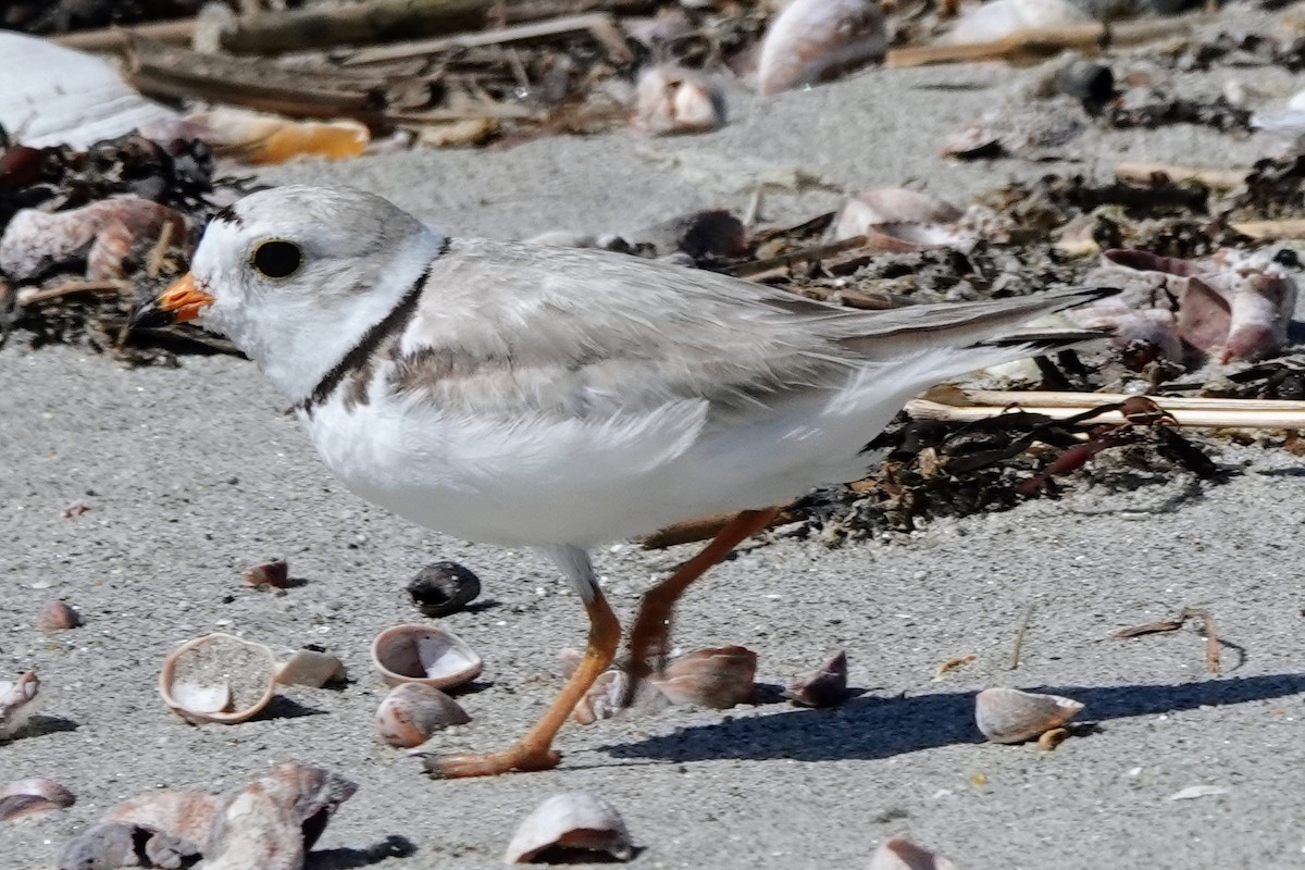 Piping Plover - ML638125098
