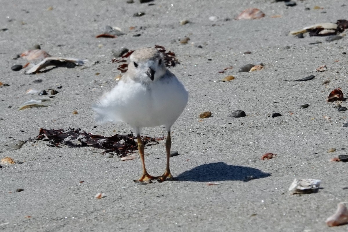 Piping Plover - ML638125100