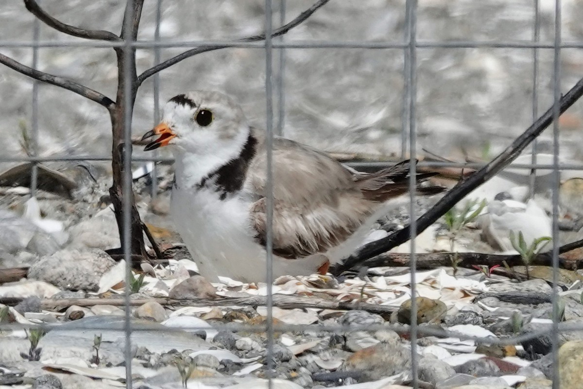 Piping Plover - ML638125102