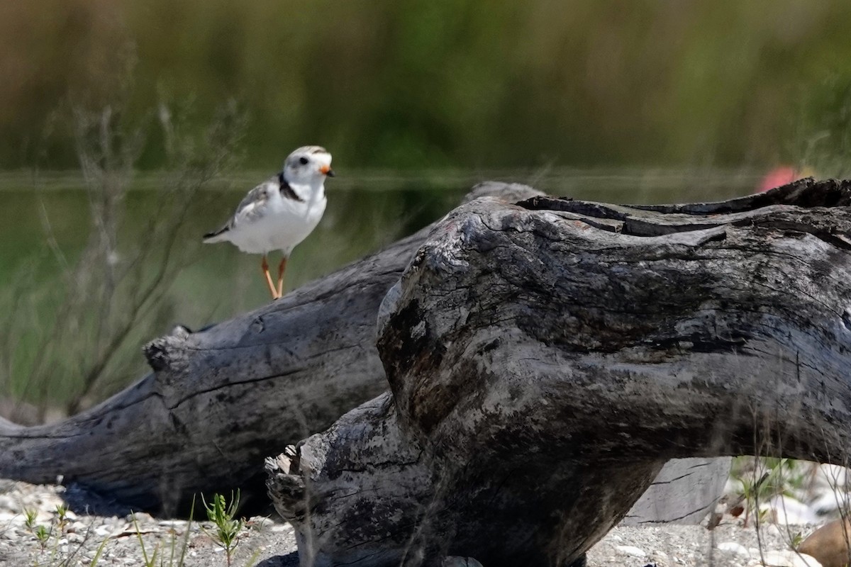 Piping Plover - ML638125104