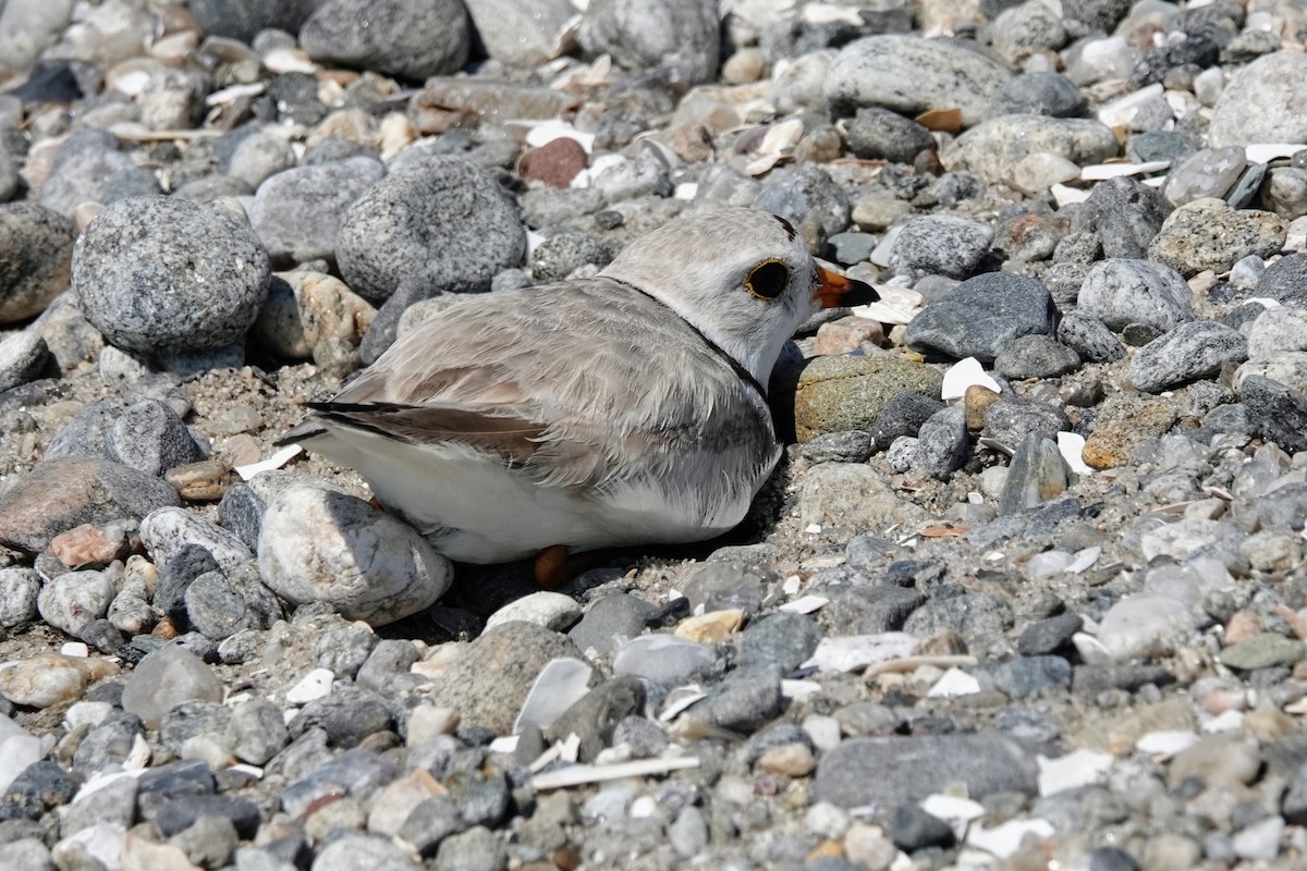 Piping Plover - ML638125105
