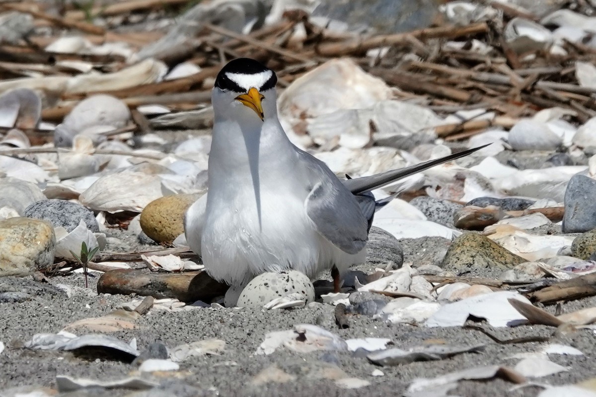 Least Tern - ML638125133
