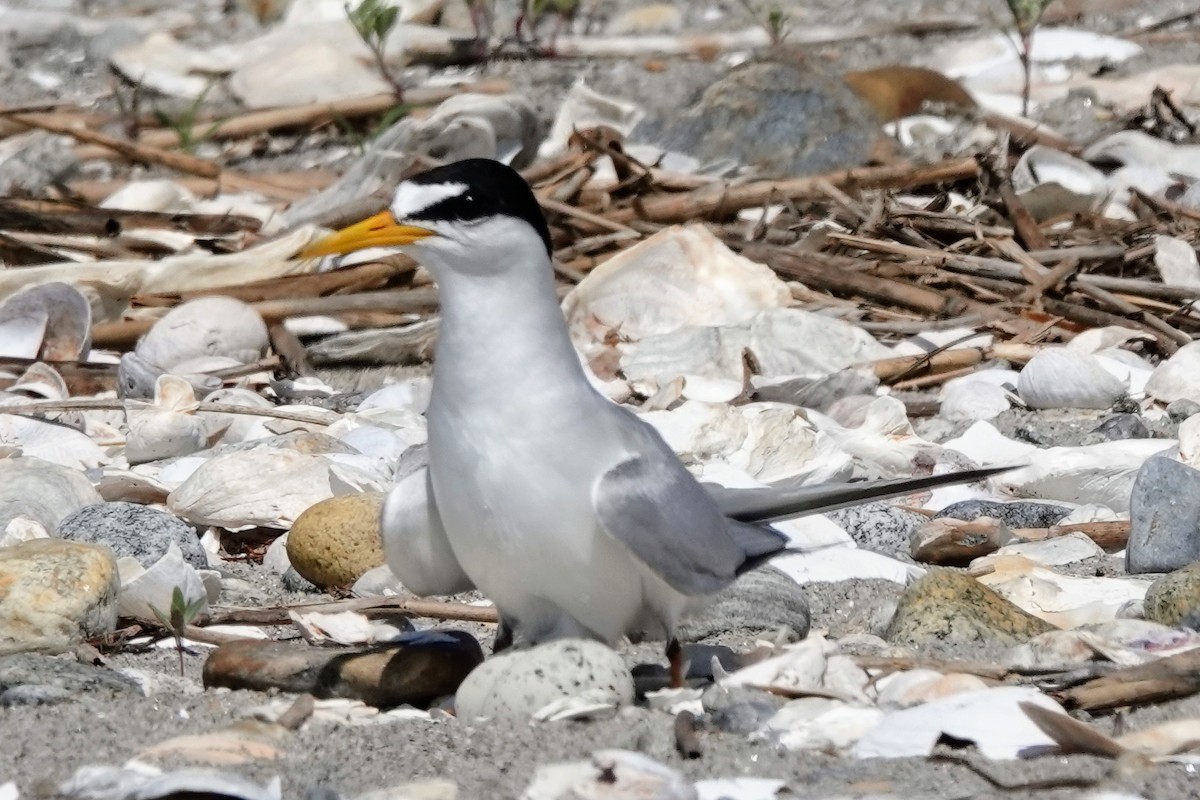 Least Tern - ML638125134