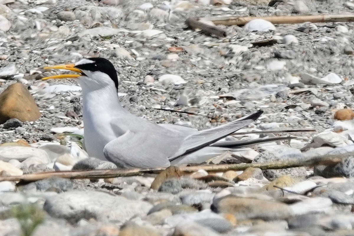 Least Tern - ML638125135
