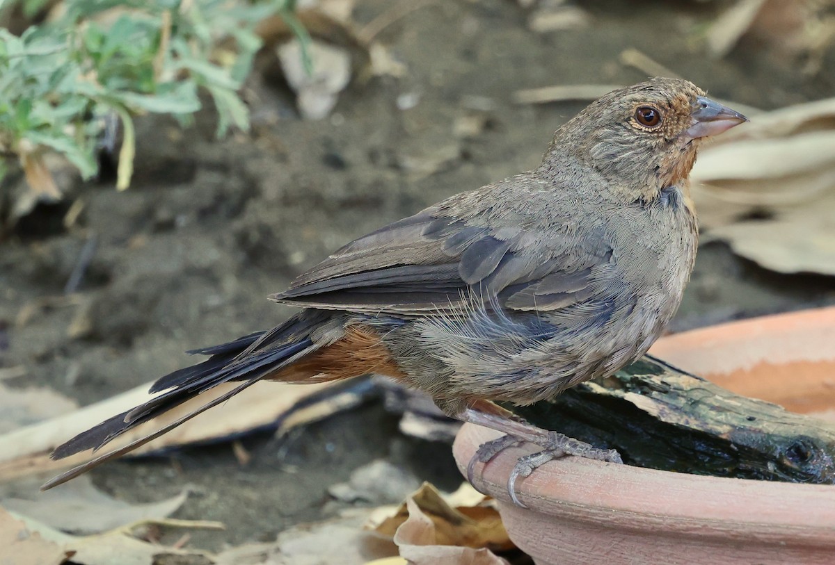 California Towhee - ML638125136