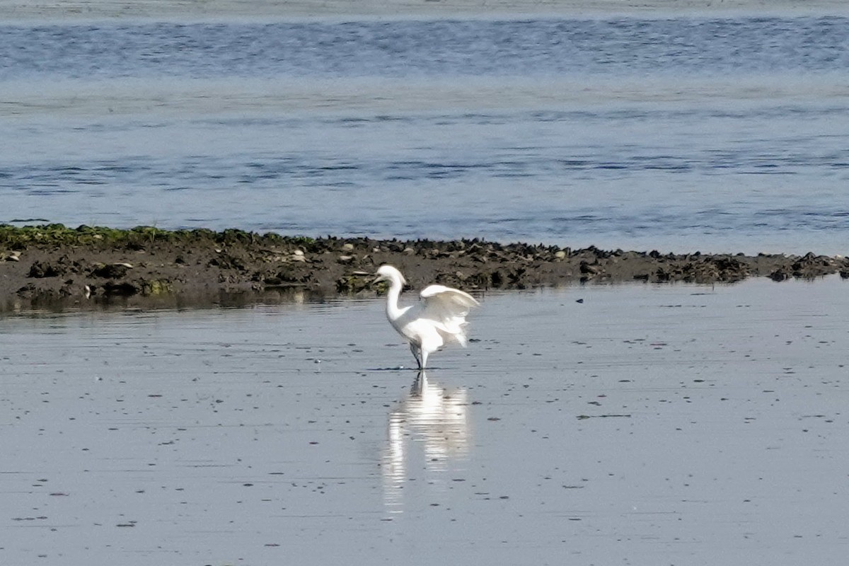 Snowy Egret - ML638125165