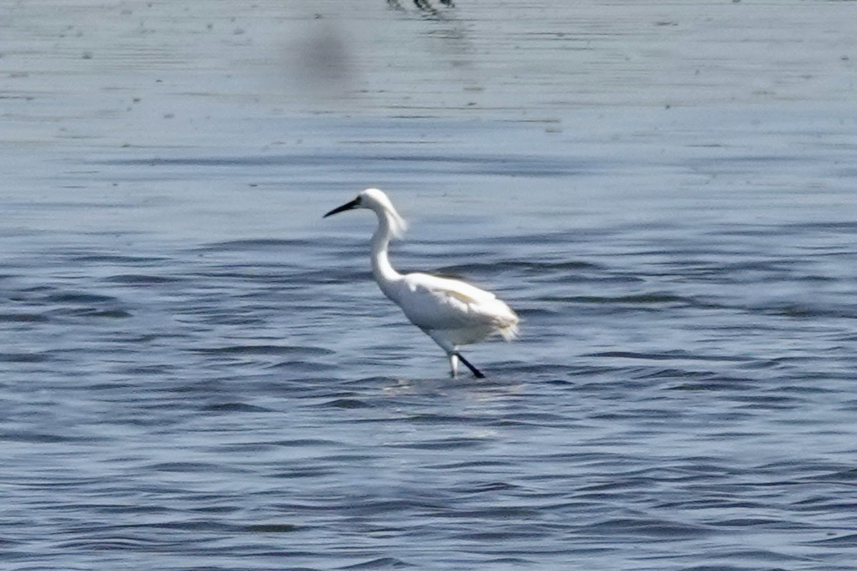 Snowy Egret - ML638125166