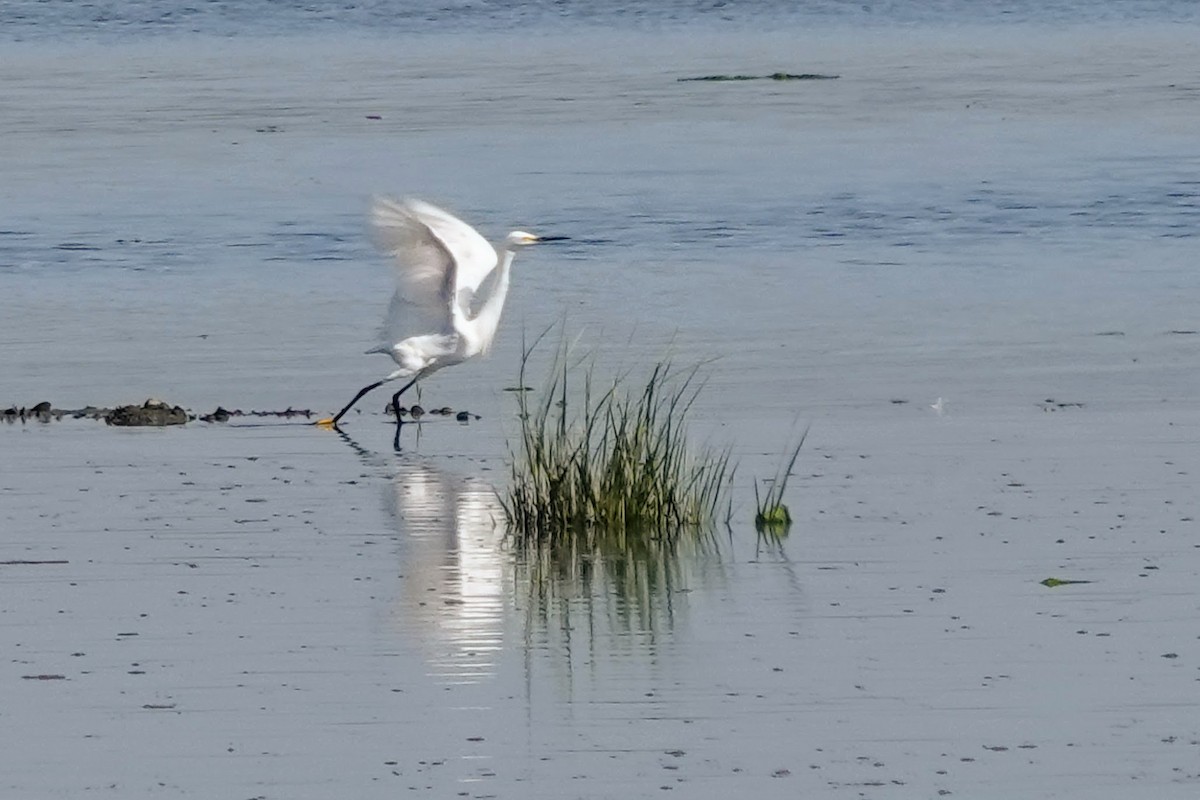 Snowy Egret - ML638125167