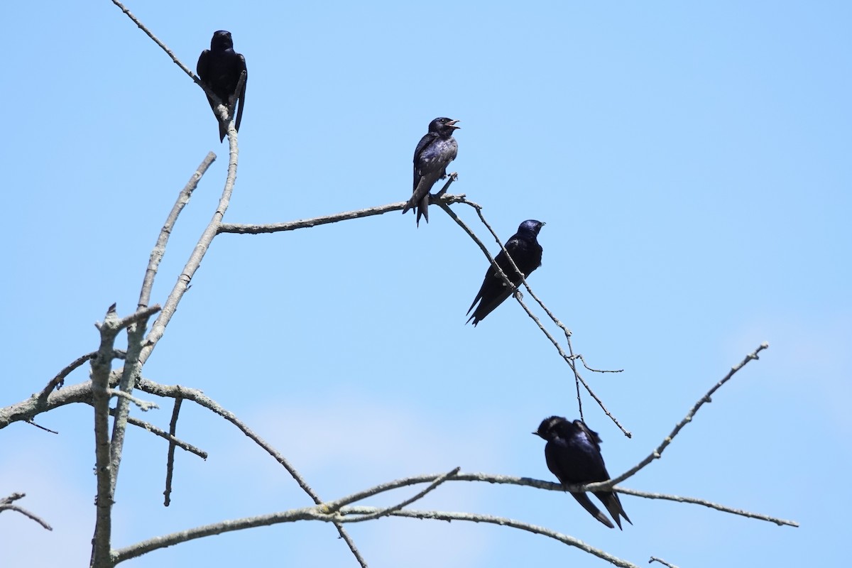 Purple Martin - ML638125207