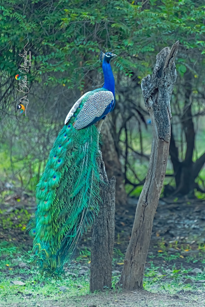 藍孔雀 - ML638125212
