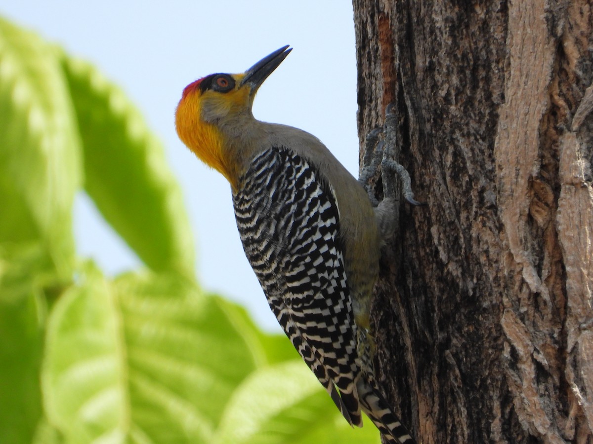 Carpintero Cariamarillo - ML638125233