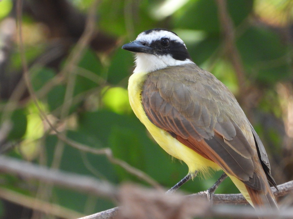 Bienteveo Común - ML638125253