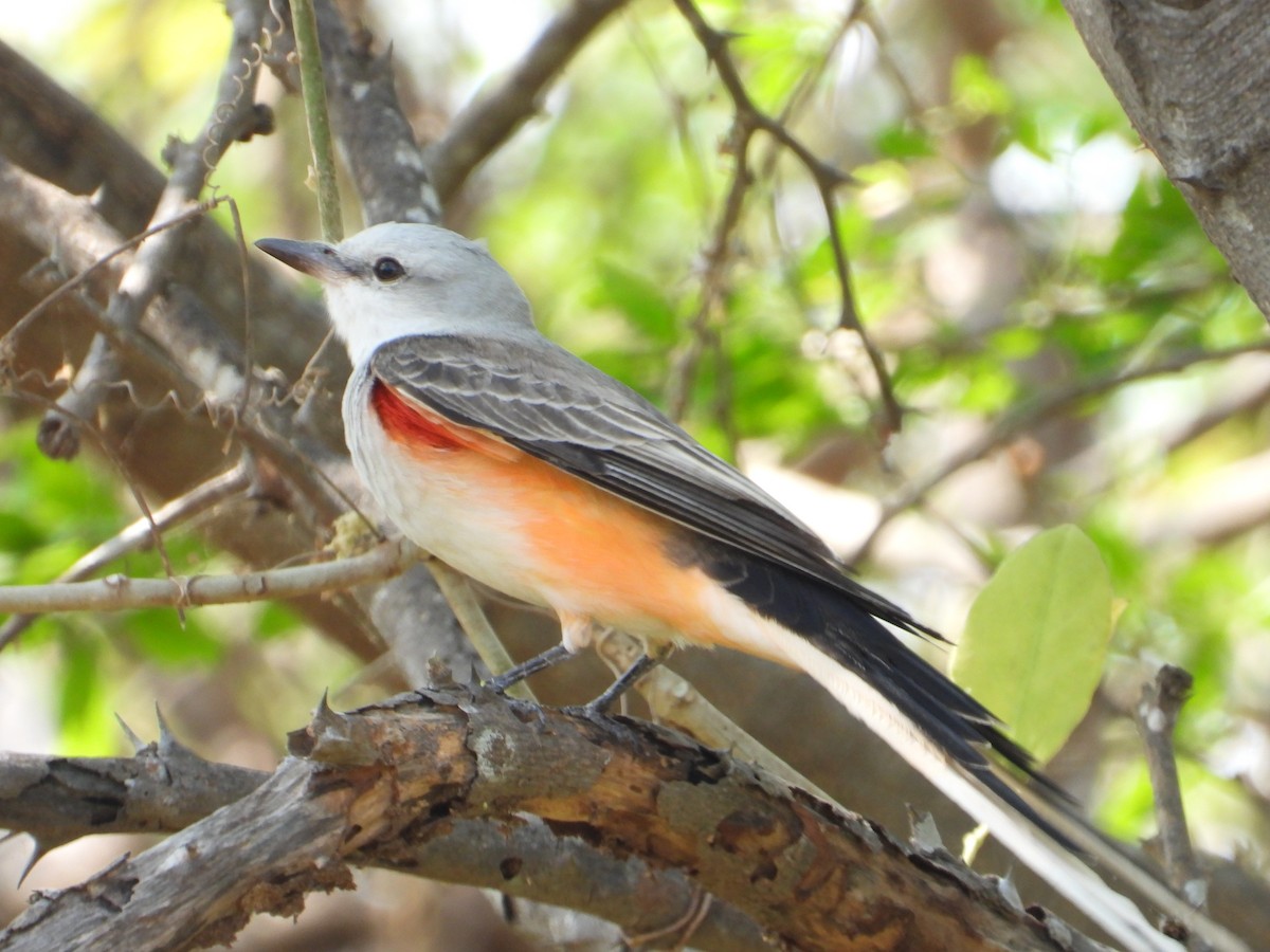 Tijereta Rosada - ML638125281