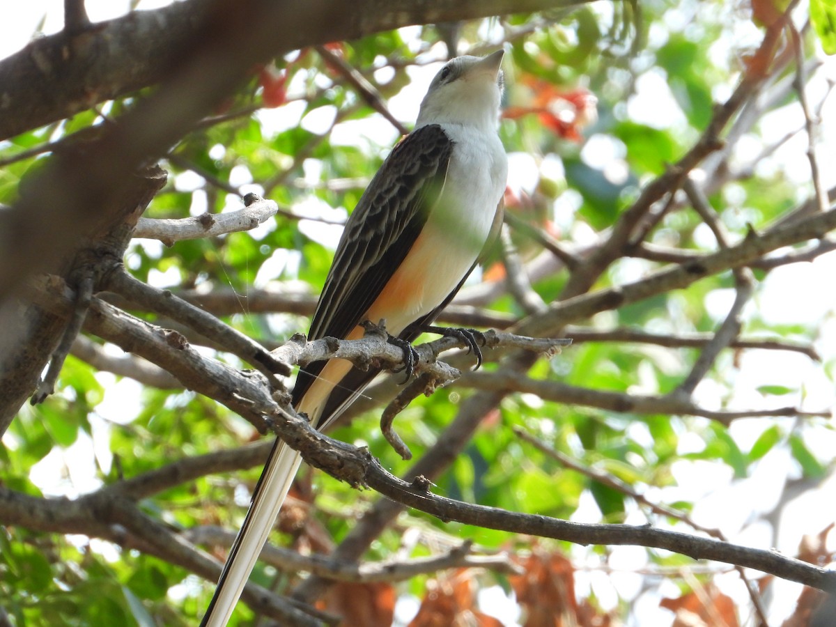 Tijereta Rosada - ML638125282